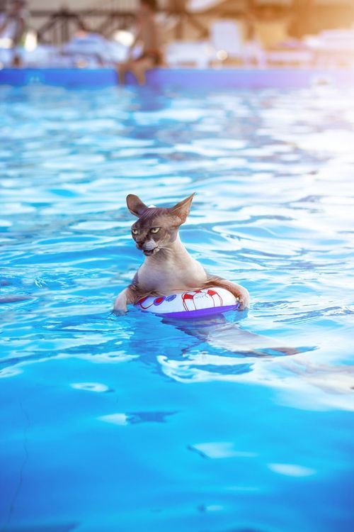 Floating Pool Cat 