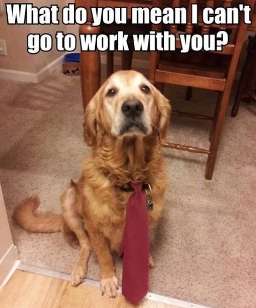 Working Dog 
