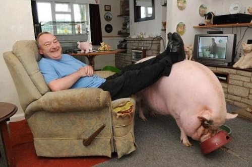 Watching TV With Pet Pig 