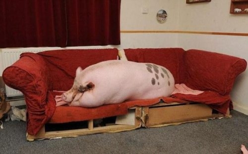 Huge Pet Pig On The Couch 