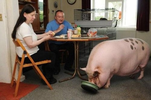 Giant Pig Eating Dinner 