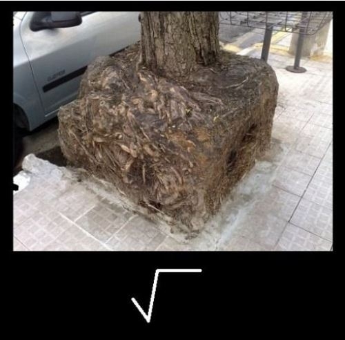 Square Root 