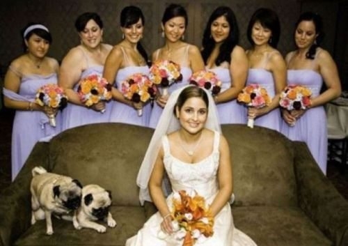 Dogs Photobomb Wedding 