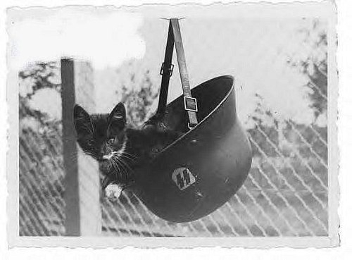 Kitty in a soldiers Helmet
