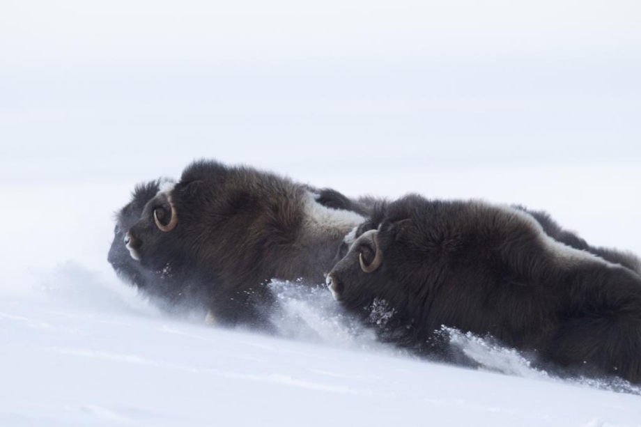 Beautiful Snow Buffalo 