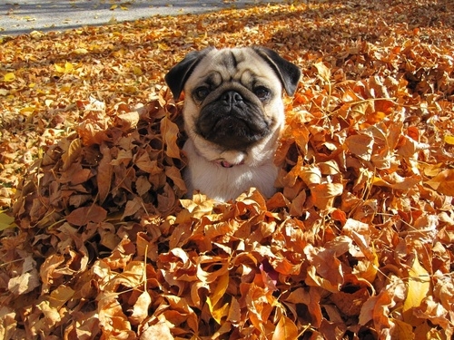 Pug Buried In Leaves 