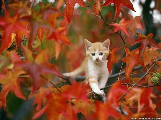 Kitty In Tree 