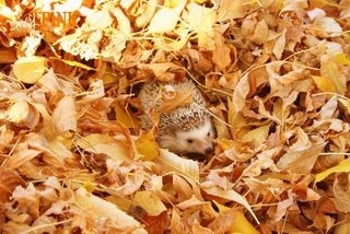 Buried Hedge Hog 