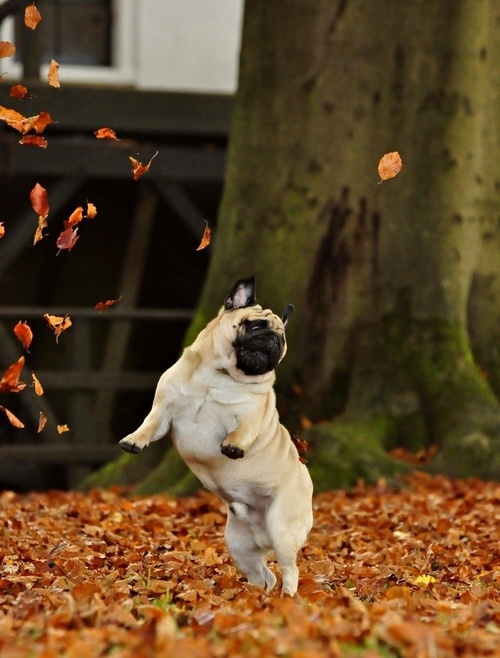 Pug Puppy In The Leaves 