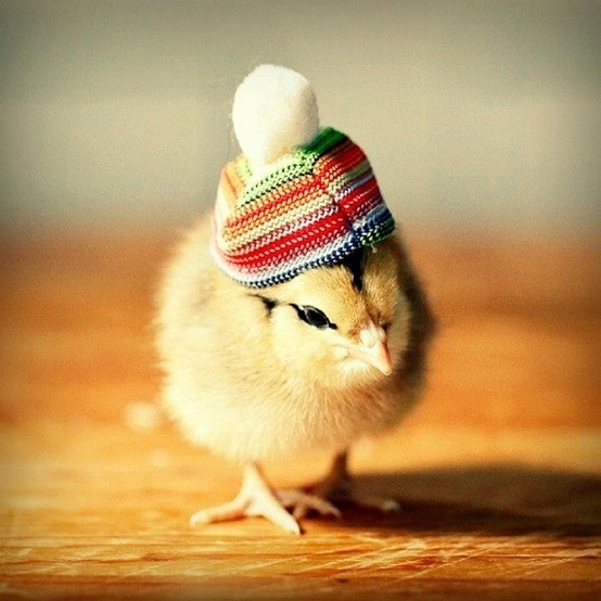 Funny Little Chick 