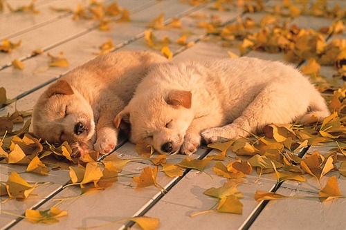 Dogs Sleeping In The Sun 
