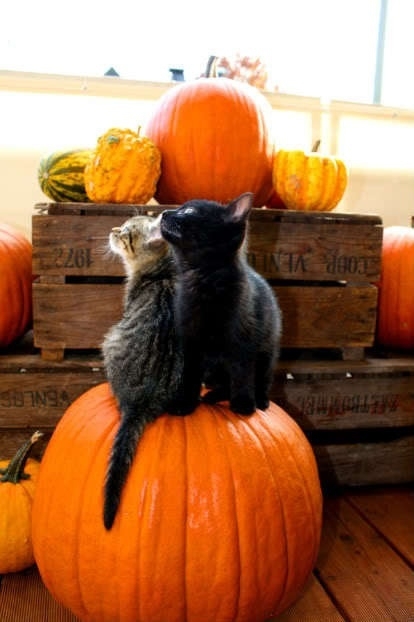 Pumpkin Cats 