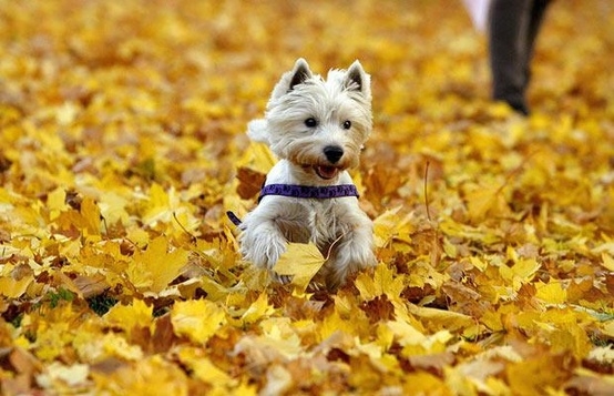 Dog Playing In The Leaves 