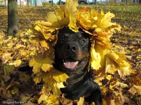 Dogs Love Fall 