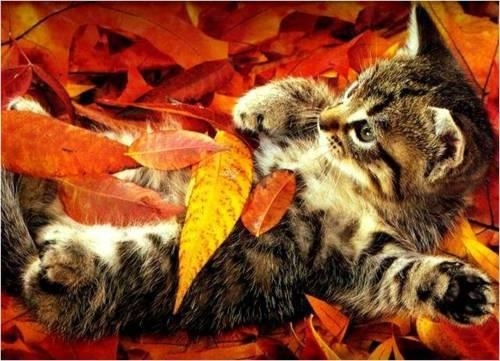 Kitty in Fall Leaves 