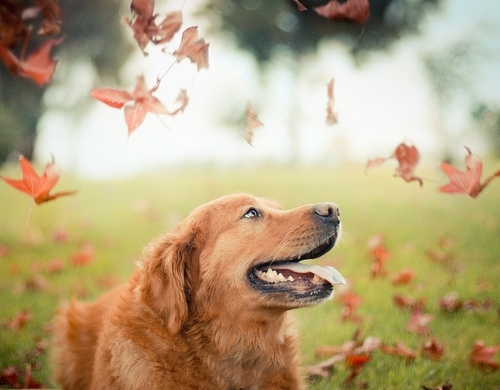 Happy Dog 