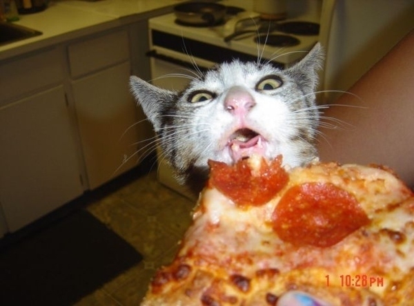 Pizza Cat 