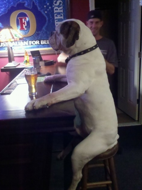 Dog At The Bar 