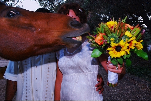 Horse Photobomb 