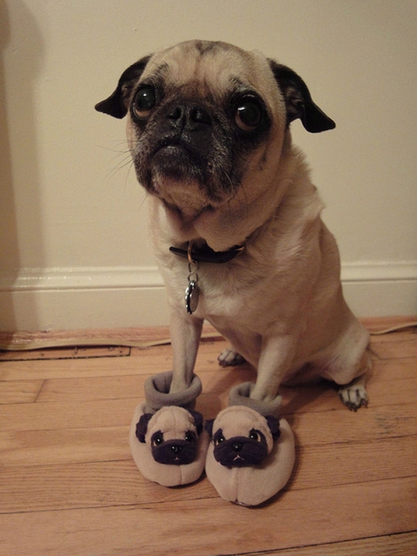 Pug In Pug Shoes 