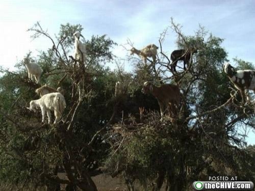 Mountain Goats In A Tree 