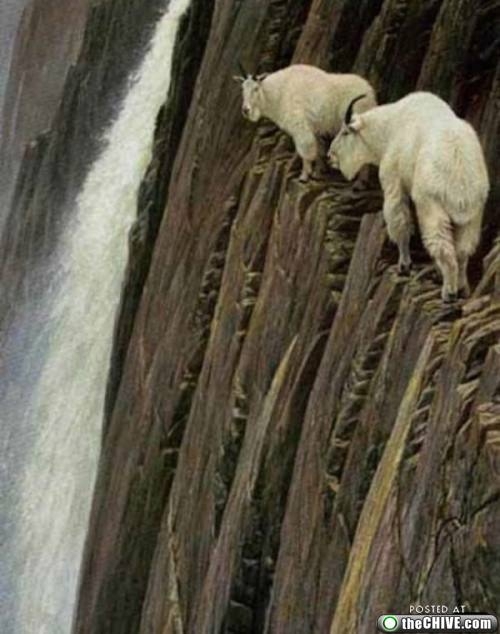 Mountain Goats On A Cliff 