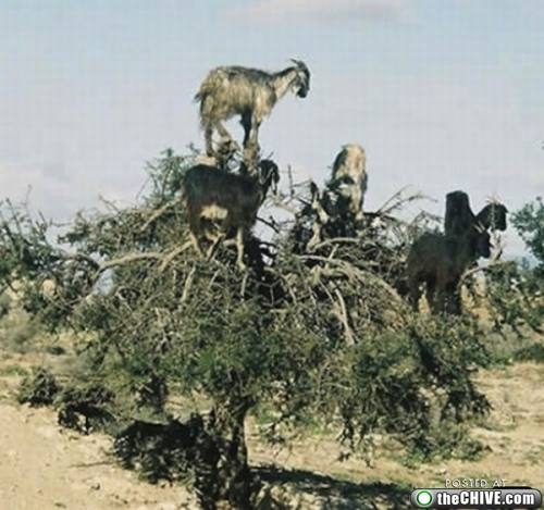 Goats Love To Climb 
