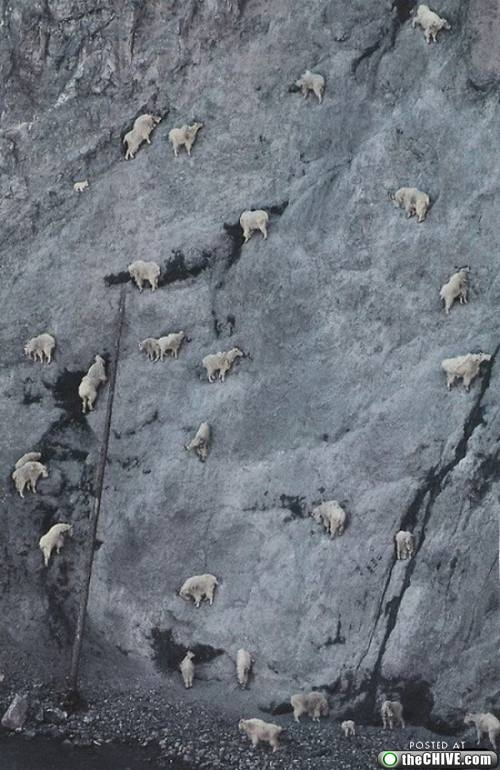 Mountain Goats Headed Up A Cliff 