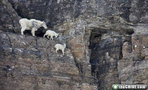 Young Goats Climbing 