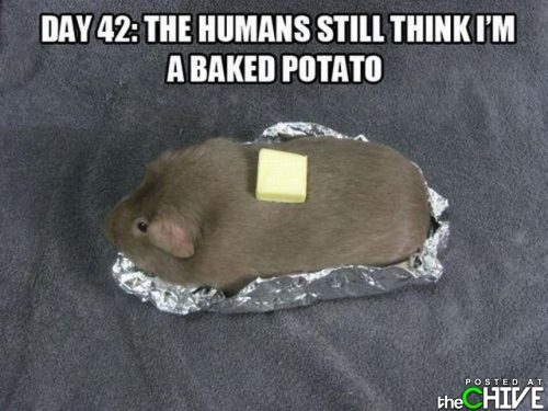 Baked Potato 