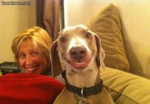 Because Dogs are way cuter and funnier than cats. 