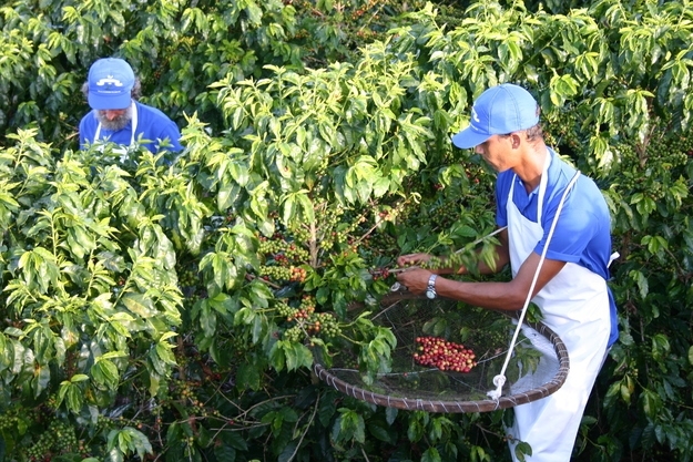 16. Brazil grows more coffee than any other country and is responsible for about a third of the world's coffee supply. 