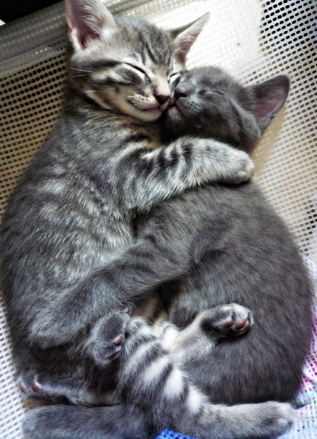 Kitty Hugs!
