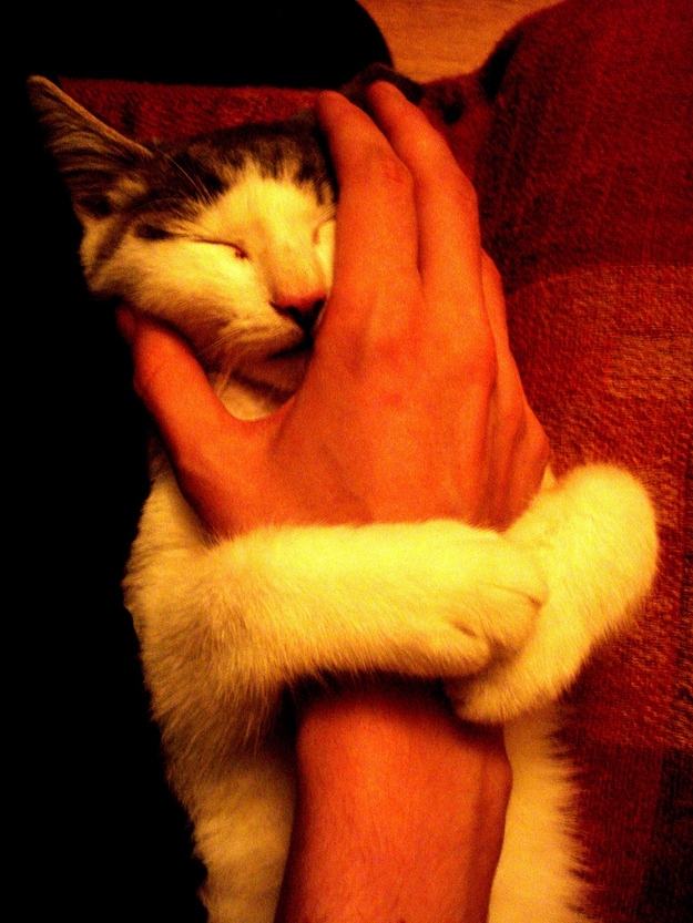 Kitty Hugs!