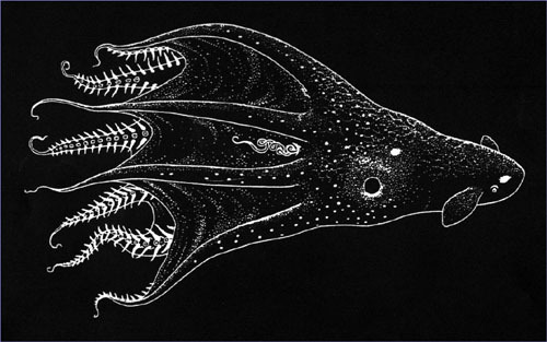 Vampyroteuthis infernalis: Vampire Squid