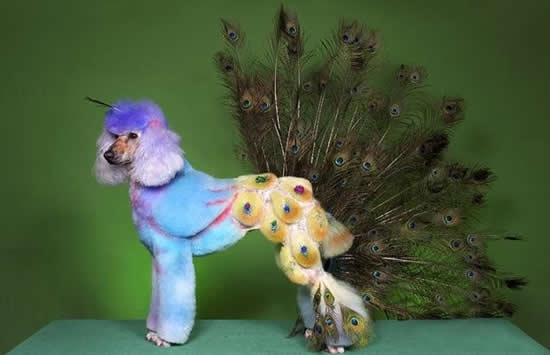 13 Poodles Who Know How To Party On Halloween