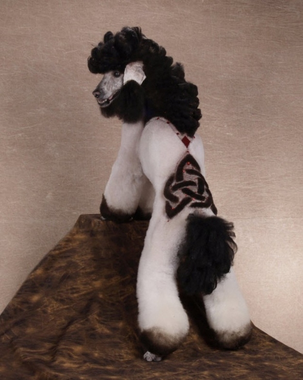 13 Poodles Who Know How To Party On Halloween