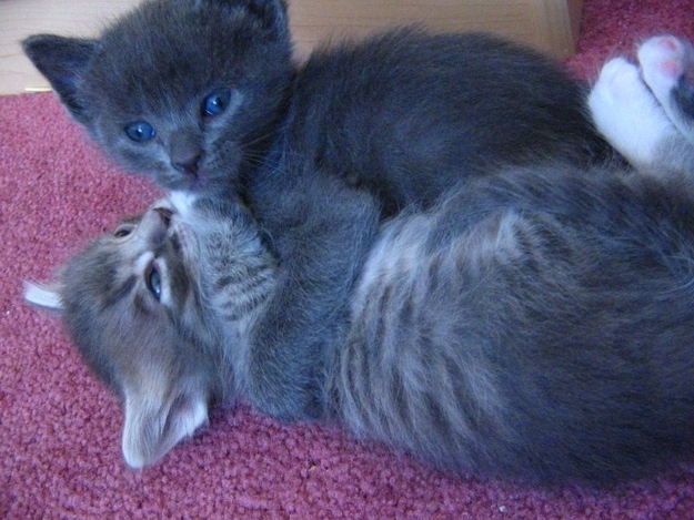 The 25 Most Important Kitten Hugging Techniques