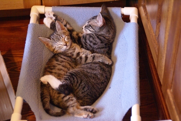 The 25 Most Important Kitten Hugging Techniques