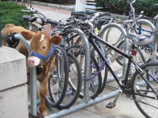 12 Funny Picture of Cows 
