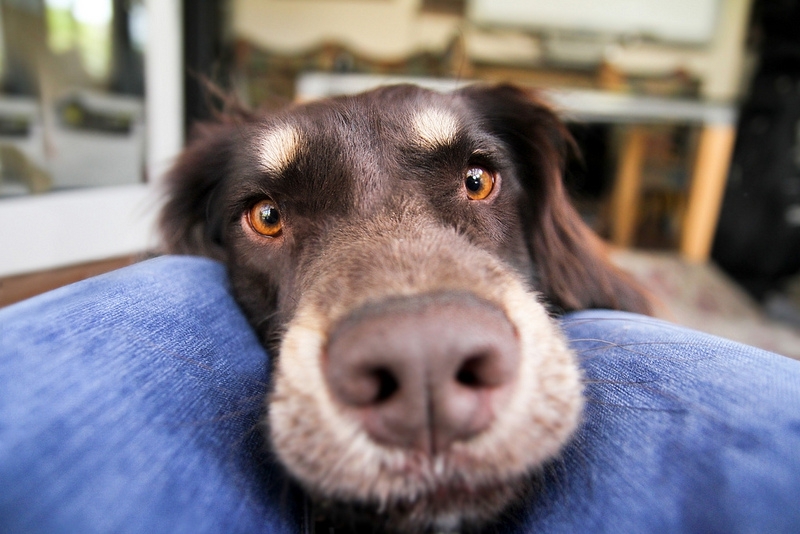 Talented Teen Shoots Adorably Creative Dog Portraits