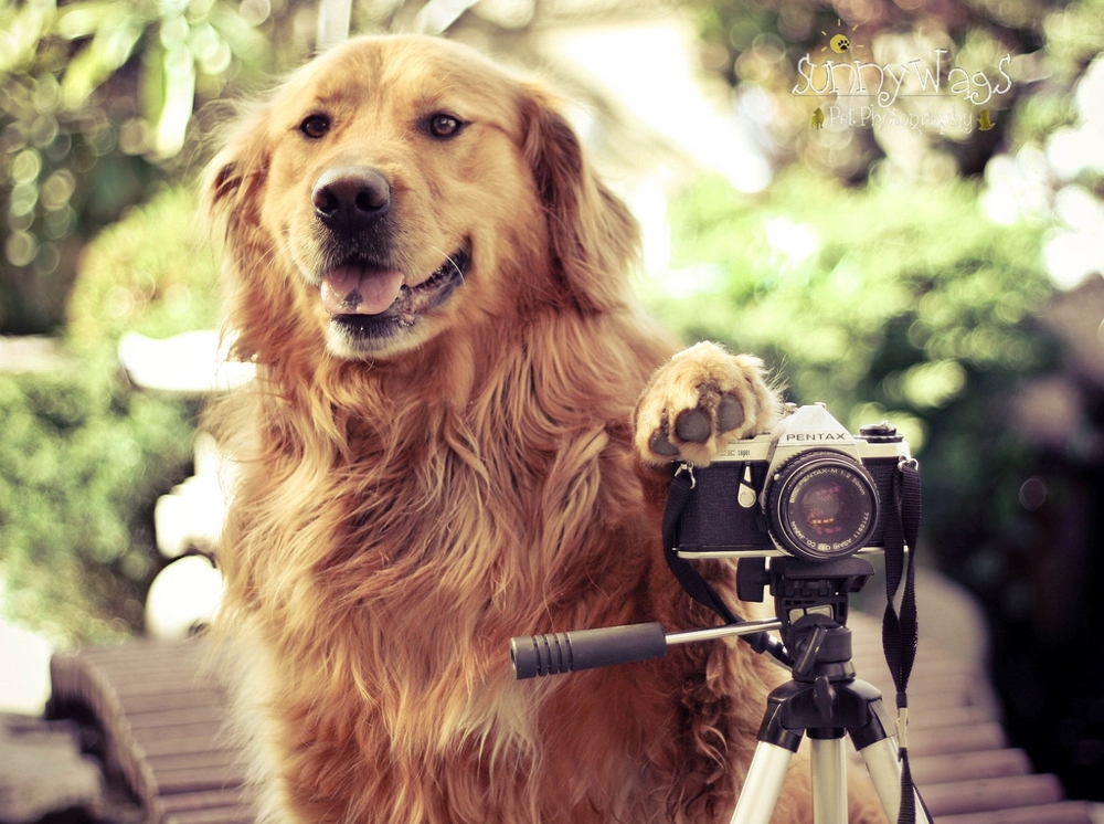 Talented Teen Shoots Adorably Creative Dog Portraits