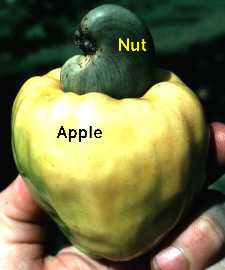 This is how cashews are grown