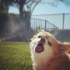 Dog vs. Sprinklers