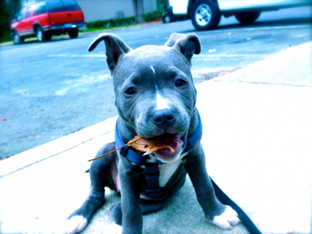 Cutest Pitbulls Ever!