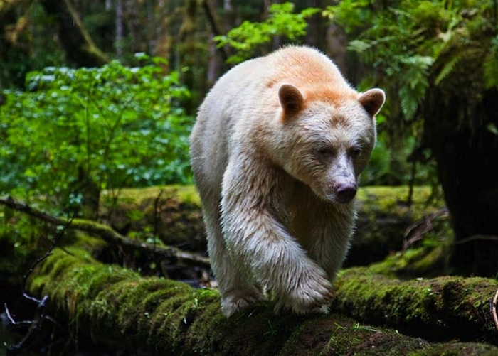 Kermode Bear 