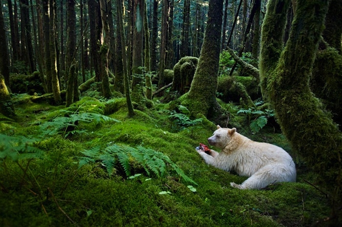 Kermode Bear 