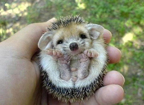 Cute Baby Hedgehogs