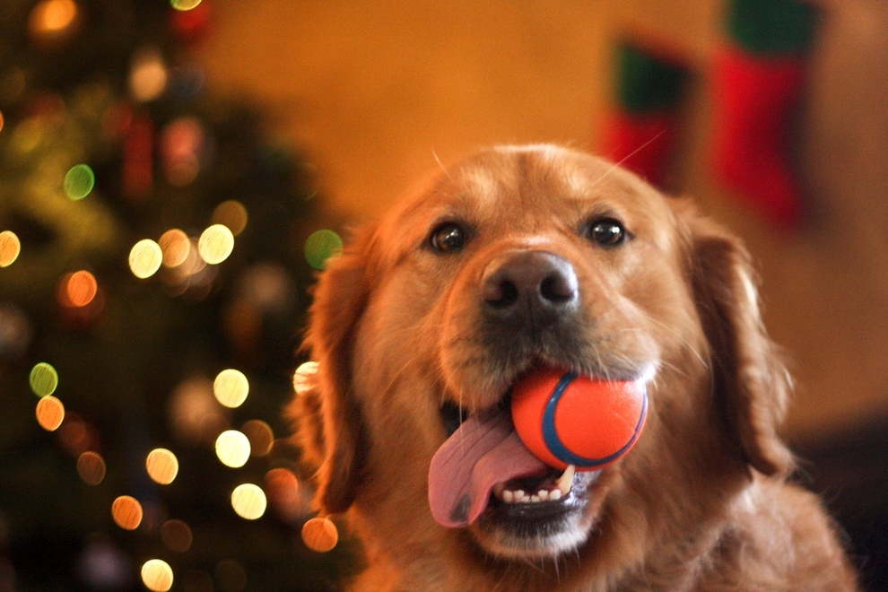 Cutest Dog Portraits known to Mankind. 