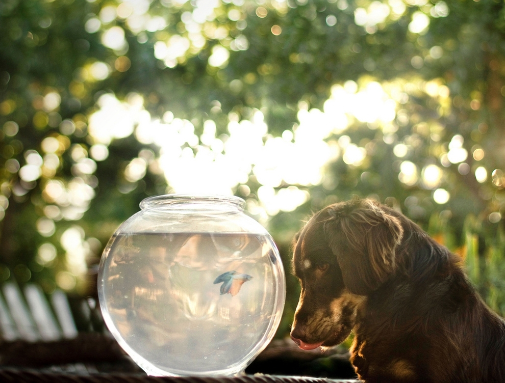 Cutest Dog Portraits known to Mankind. 